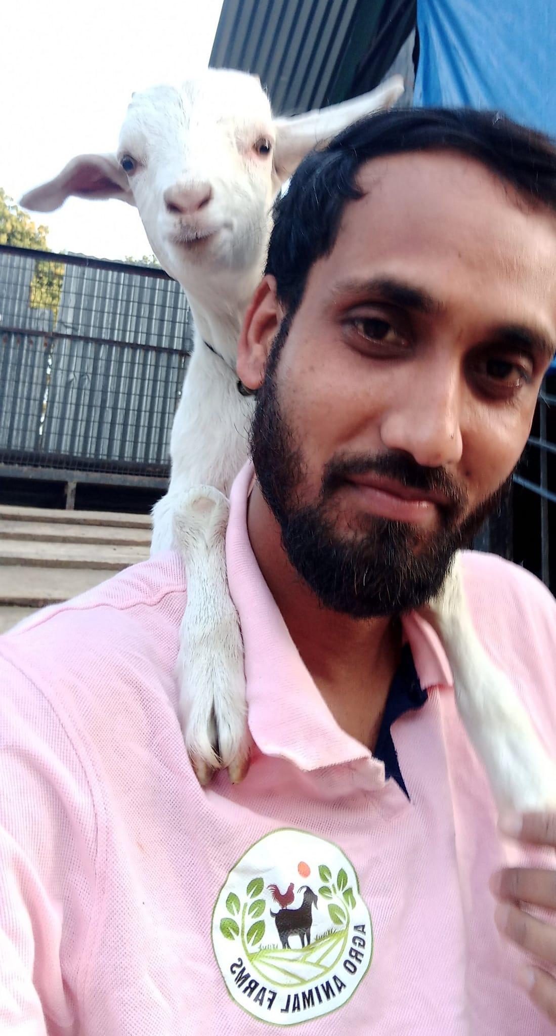 Premium goat farming