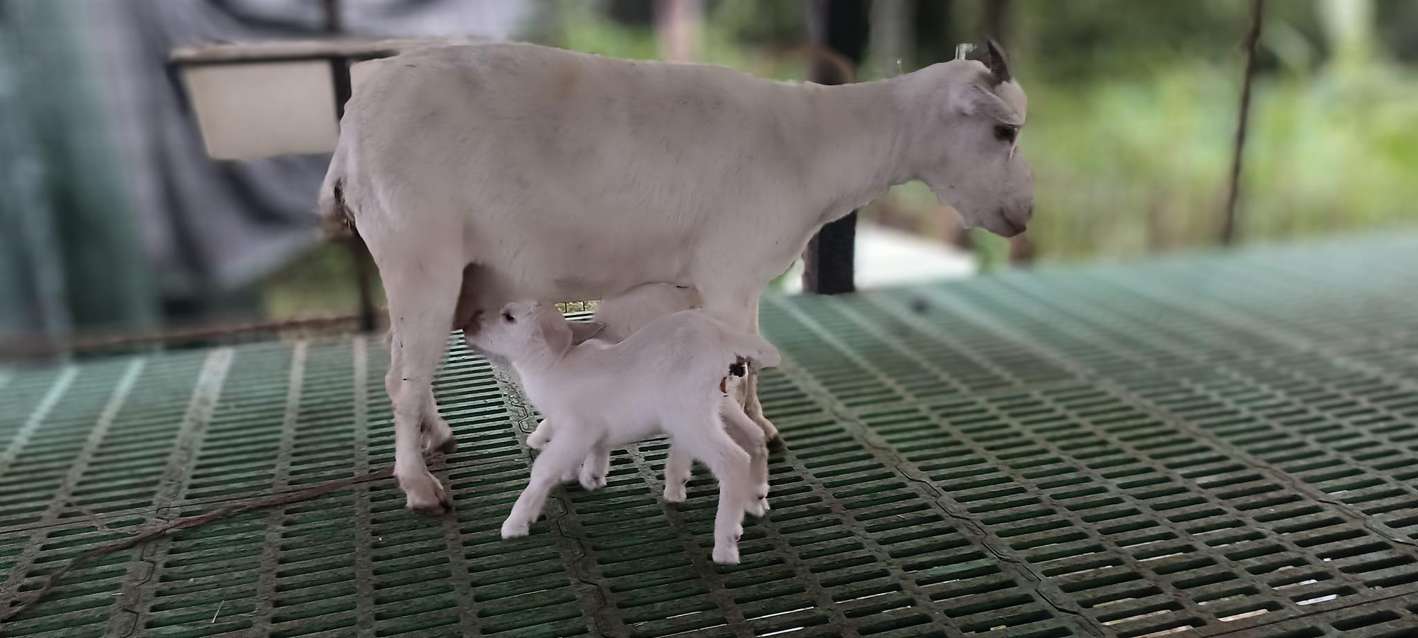 Sustainable goat farming