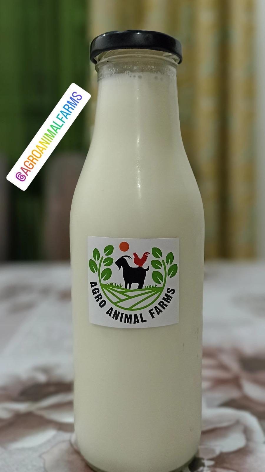 Premium Goat Milk